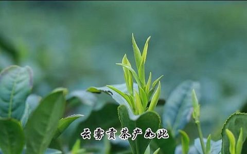 贵定云雾贡茶2026秋茶选购指南：中国唯一鸟王茶地理标志怎么挑