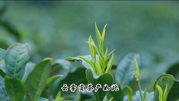 贵定云雾贡茶
